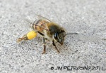 Bee Closeup with Pollen
