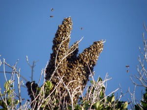 Bee Swarm Moves Up Branch