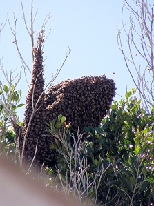 Bee Swarm Bending Branches