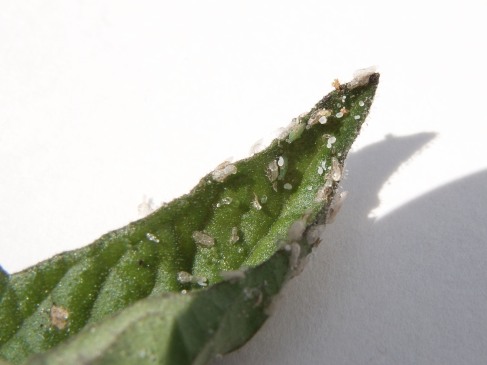 Insect eggs and larva on tomato leaf