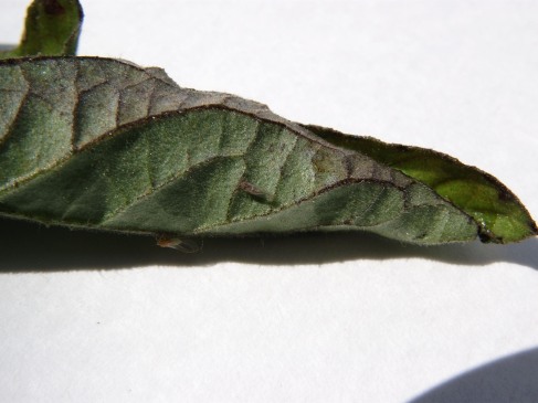 Adult insect purple veins on tomato leaf