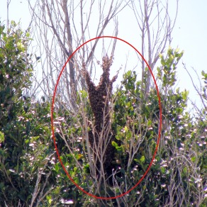 Bee Swarm Top of Tree